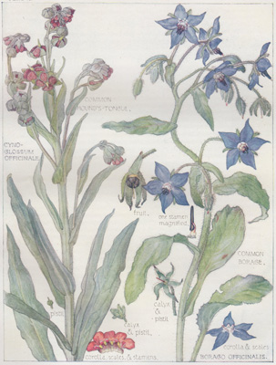 Common Hound's Tongue, Common Borage